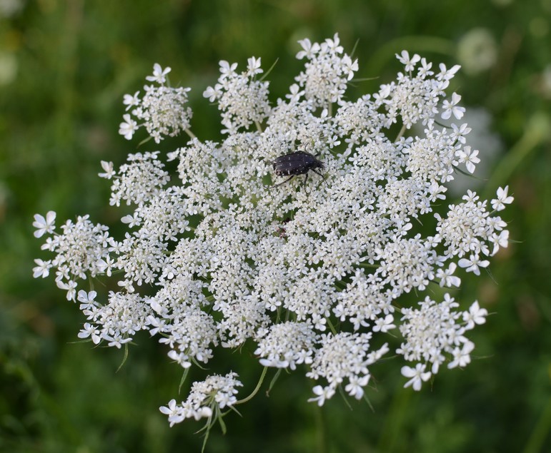 Daucus carota?